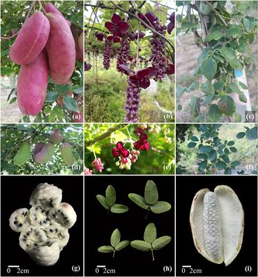 The Akebia Genus as a Novel Forest Crop: A Review of Its Genetic Resources, Nutritional Components, Biosynthesis, and Biological Studies